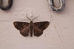 Ascotis fortunata