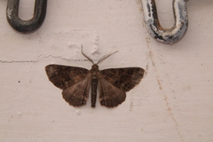 Ascotis fortunata