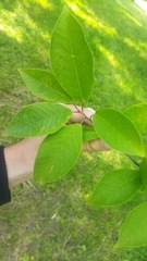 Prunus padus
