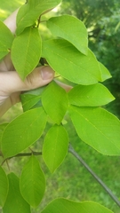 Prunus padus