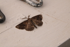 Ascotis fortunata