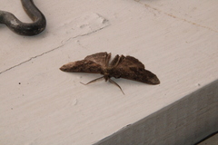 Ascotis fortunata