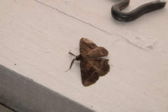 Ascotis fortunata
