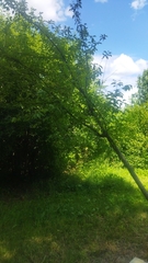Prunus padus