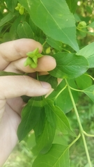 Euonymus europaeus