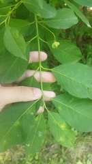 Euonymus europaeus