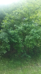 Euonymus europaeus