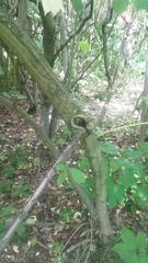 Euonymus europaeus