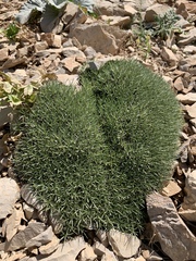 Acantholimon acerosum