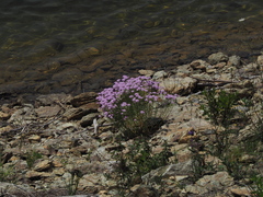 Iberis umbellata