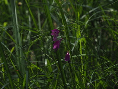 Gladiolus palustris