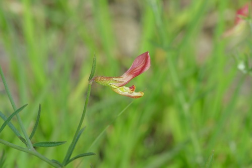Image of Acmispon oroboides by (c) Michelle W. （鍾偉瑋）, some rights reserved (CC BY)