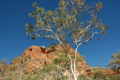Corymbia collina