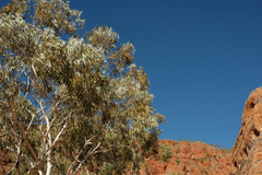 Corymbia collina