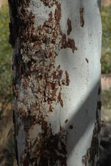 Corymbia collina