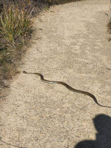 Tiger Snake sighting
