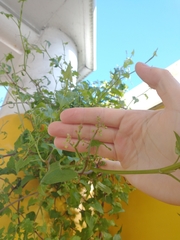 Rumex sagittatus