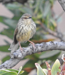 Prinia maculosa exultans