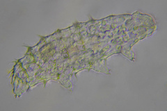 Calohypsibius ornatus