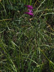 Gladiolus palustris