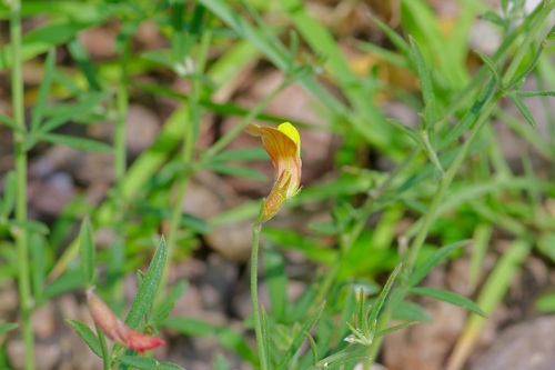 Image of Acmispon oroboides by (c) Michelle W. （鍾偉瑋）, some rights reserved (CC BY)