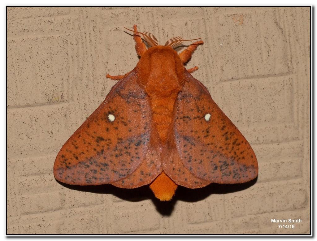 Spiny Oakworm Moth