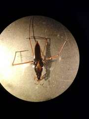 Gerris costae