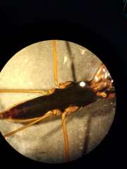 Gerris costae