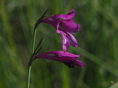 Gladiolus palustris