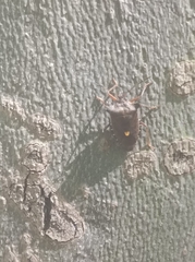 Pentatoma rufipes