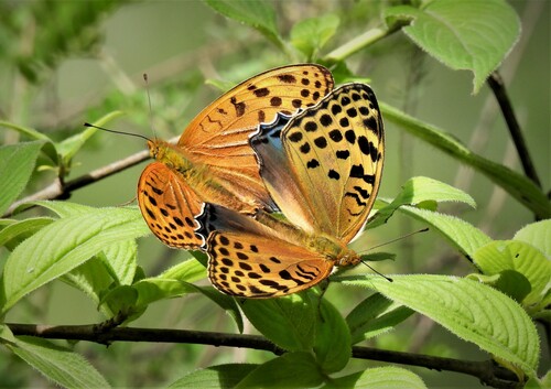 Childrena childreni (Gray, 1831)