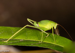 Holochlora nigrotympana