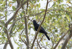 Eudynamys scolopaceus