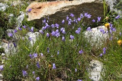 Campanula excisa