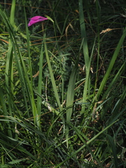 Gladiolus palustris