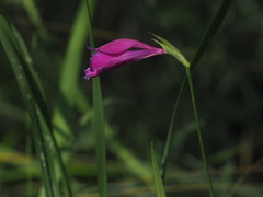 Gladiolus palustris