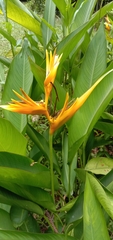 Heliconia longiflora