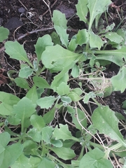 Arabis caucasica