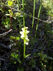 Pseudorchis straminea
