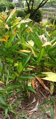 Heliconia longiflora