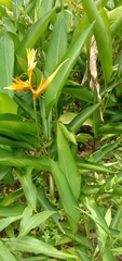 Heliconia longiflora