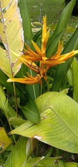 Heliconia longiflora