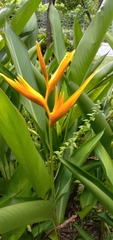 Heliconia longiflora
