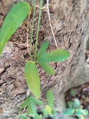 Passiflora suberosa