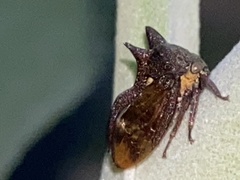 Acanthuchus trispinifer