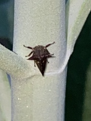 Acanthuchus trispinifer