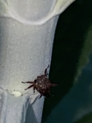 Acanthuchus trispinifer