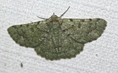 Aeolochroma viridicata