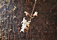 Dendrobium barbatulum