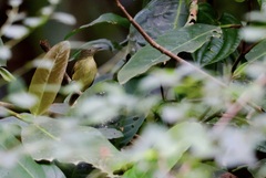 Glycichaera fallax